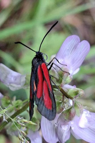 Zygaena sp.